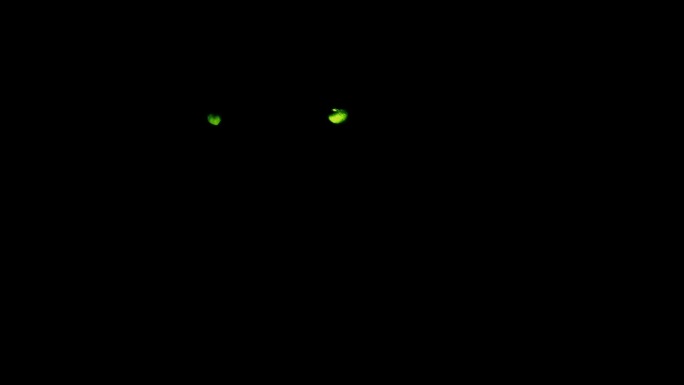 黑暗中可怕的绿色动物眼睛