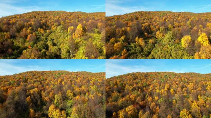 鸟瞰图，五彩缤纷的秋林在山区。秋天的风景。