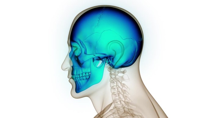 人类骨骼系统头骨部分解剖动画概念