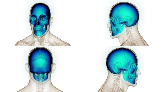 人类骨骼系统头骨部分解剖动画概念