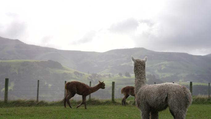 羊驼畜牧业有机生态牧场农场动物羊毛