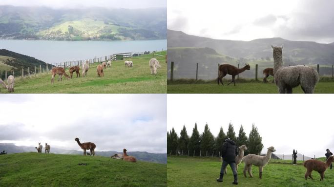 羊驼畜牧业有机生态牧场农场动物羊毛