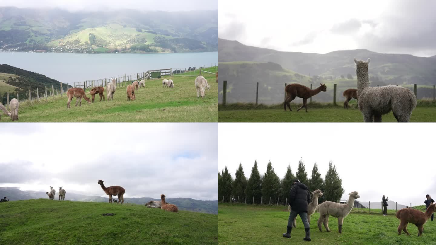 可爱羊驼畜牧业有机生态牧场农场动物羊毛