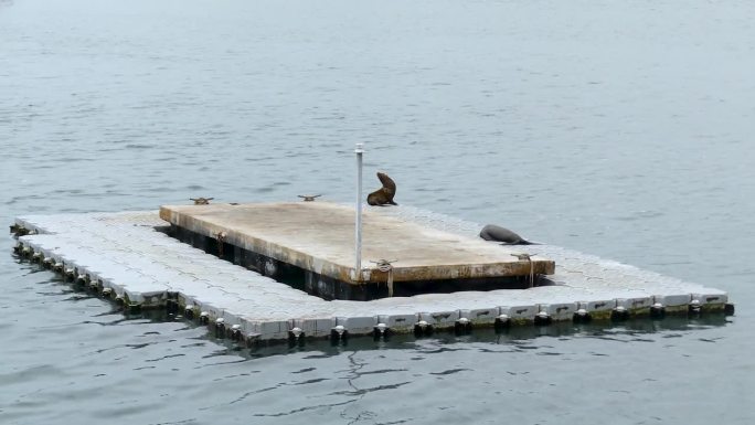 一个浮船坞，上面有两只雌海狮，第三只昂首挺胸