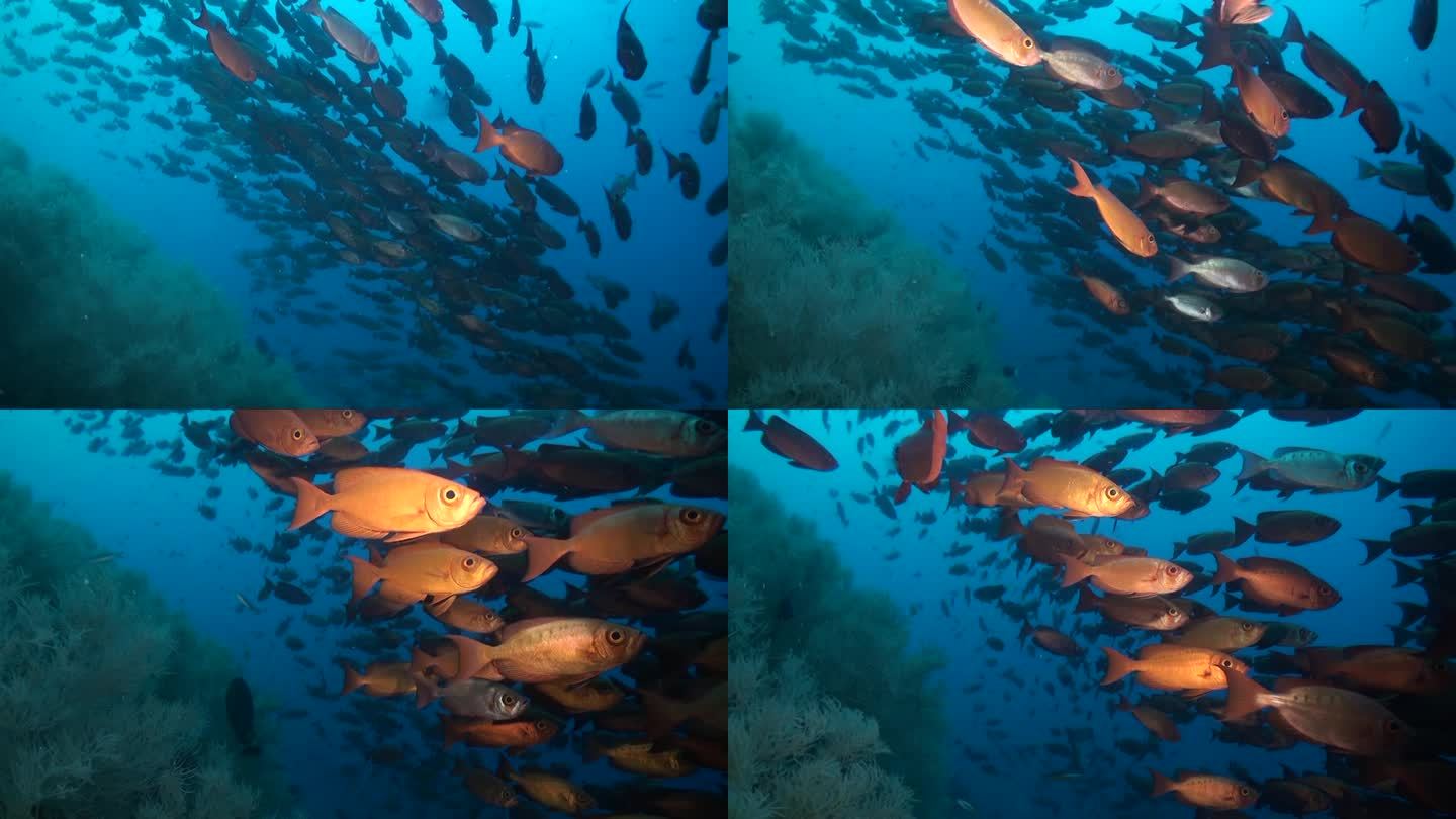 一群大眼鱼在海底创造了充满活力的气氛。