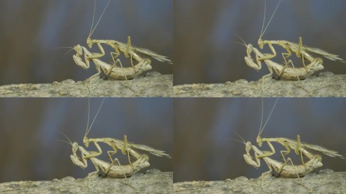 螳螂的交配过程。一对螳螂在树枝上交配。克里米亚螳螂(Ameles heldreichi)