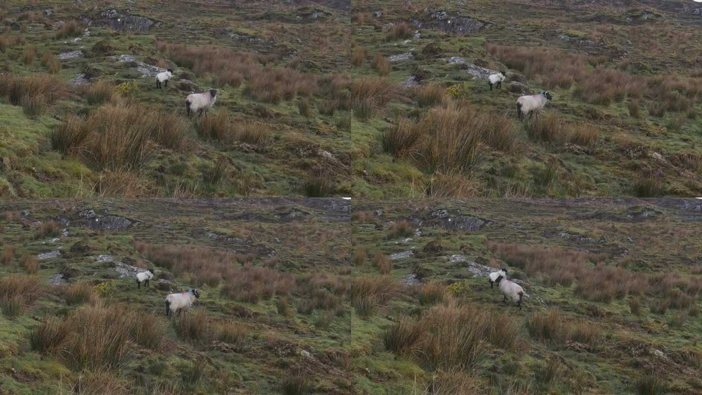 爱尔兰高地牧场上的羊