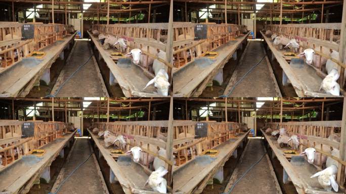 两个木圈里关着正在吃饭和休息的羊。白天手持拍摄。