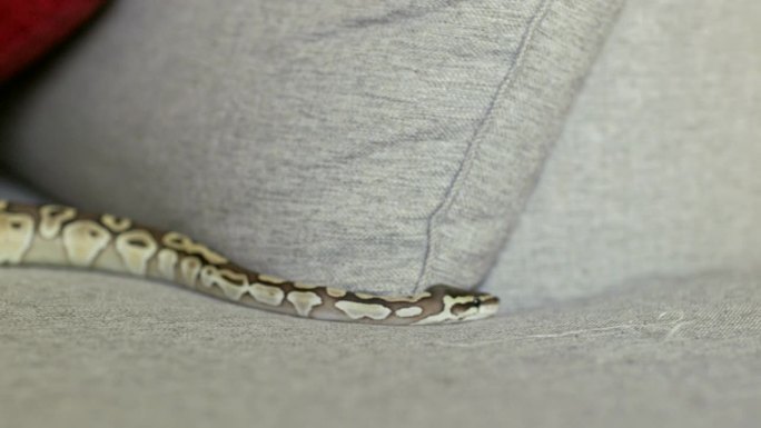 球蟒蛇在沙发上
