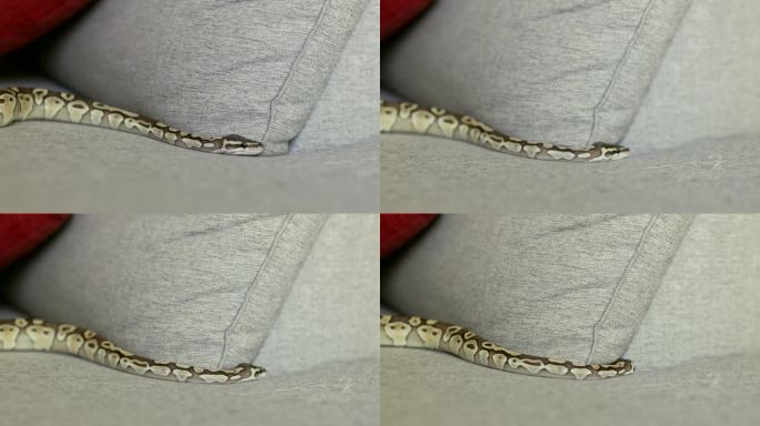 球蟒蛇在沙发上
