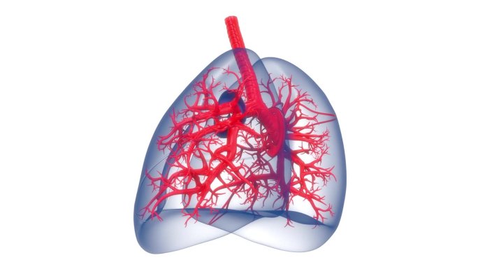 人体呼吸系统肺解剖动画概念