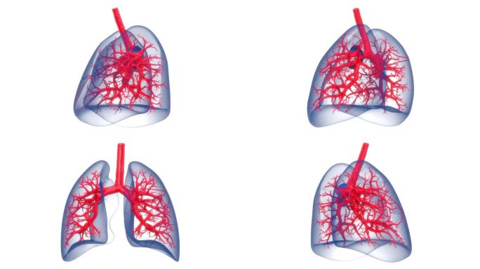 人体呼吸系统肺解剖动画概念