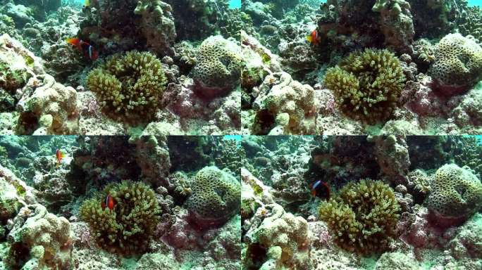 小丑鱼和海葵之间展开了令人惊讶的水下伙伴关系。