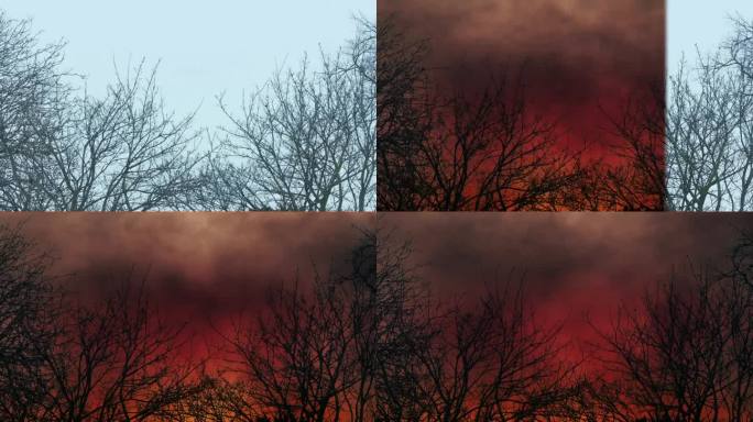 视觉特效擦从白天到世界末日的树木