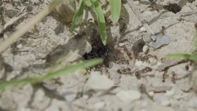 蚂蚁在地上挖洞