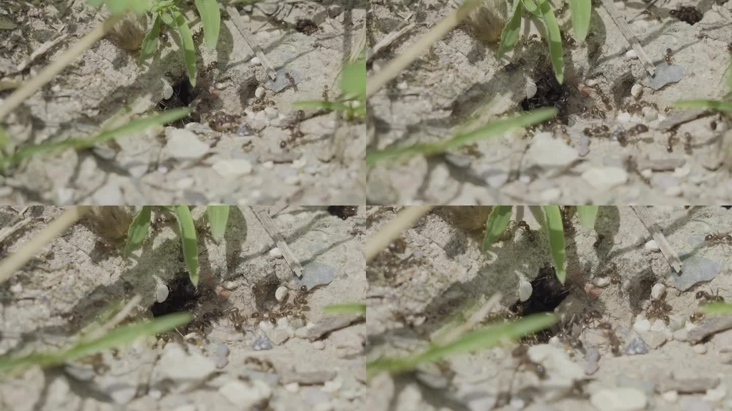 蚂蚁在地上挖洞