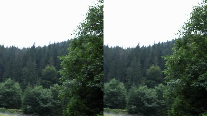 一只白色的瑞士牧羊犬躺在草地上，嘴里叼着一根棍子玩耍，背景是山里的森林。垂直视频