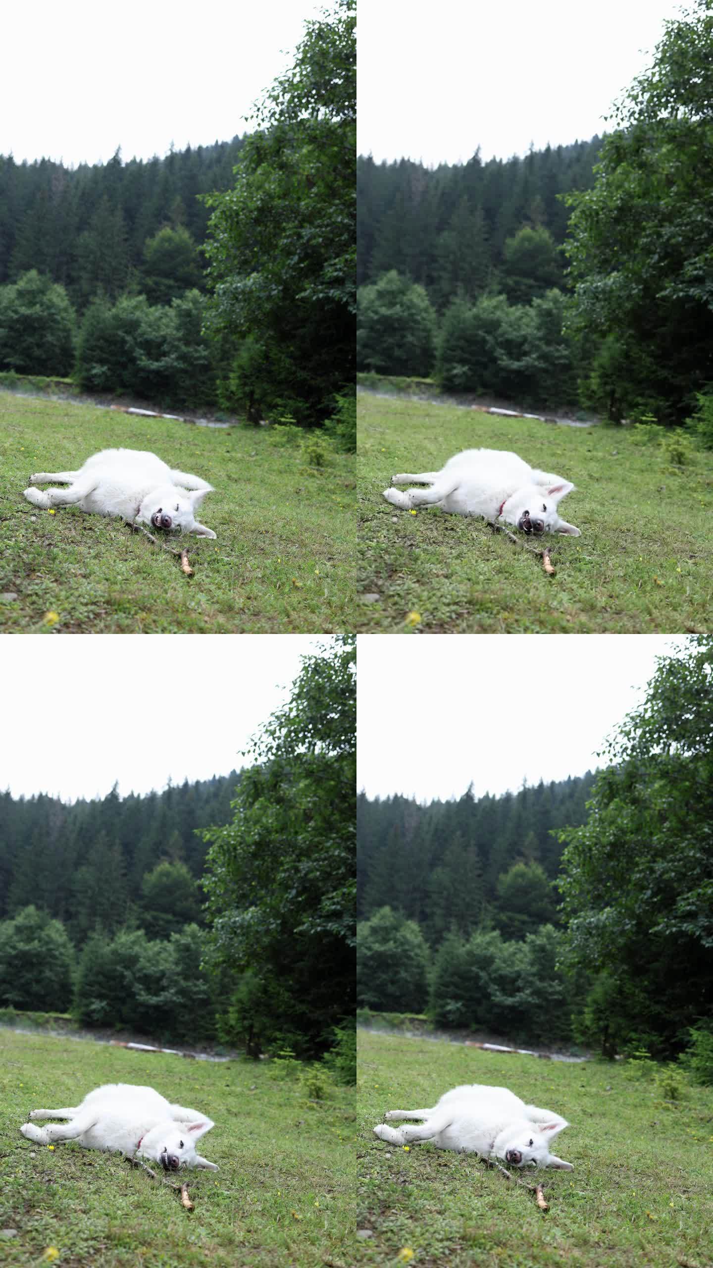 一只白色的瑞士牧羊犬躺在草地上，嘴里叼着一根棍子玩耍，背景是山里的森林。垂直视频