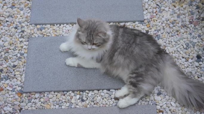 西伯利亚猫在自家花园里休息