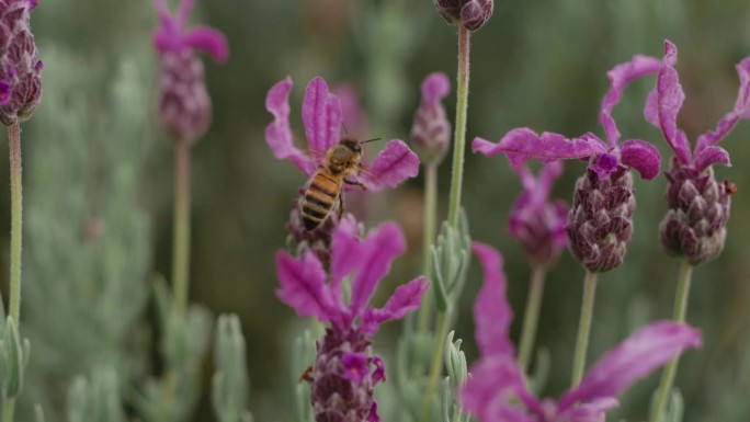 慢动作的蜜蜂采蜜