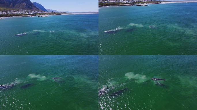 南露脊鲸在角鲸海岸的交配聚集，航拍摄影
