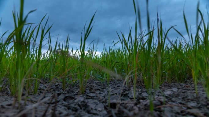 时间流逝在稻田里，水稻等待着雨水，土地干涸，没有雨水