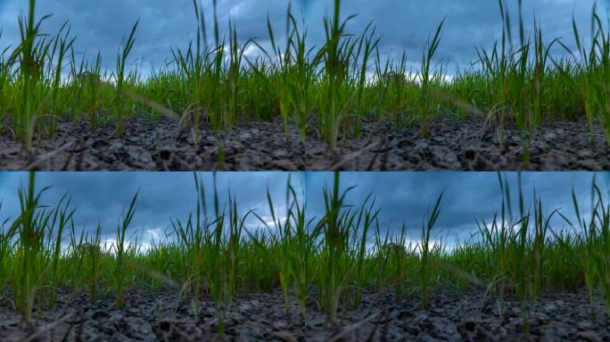 时间流逝在稻田里，水稻等待着雨水，土地干涸，没有雨水