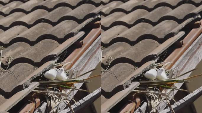 鸟儿在松动或破损的瓦片和屋檐下筑巢。