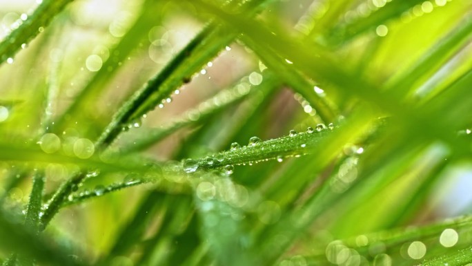 细小的雨滴落在草叶上