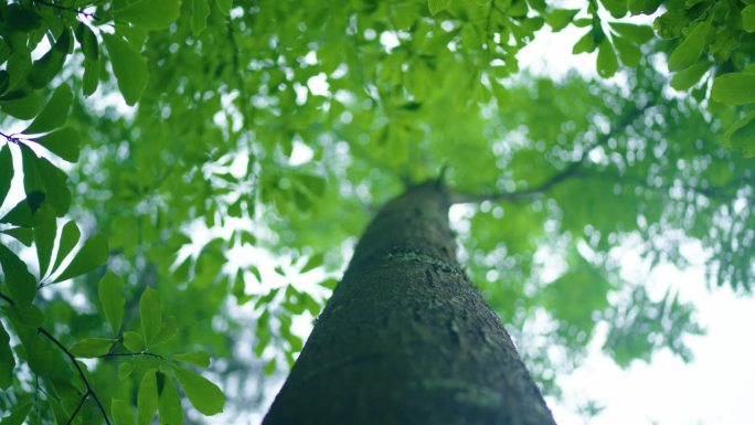 夏季雨后低角度看森林树木