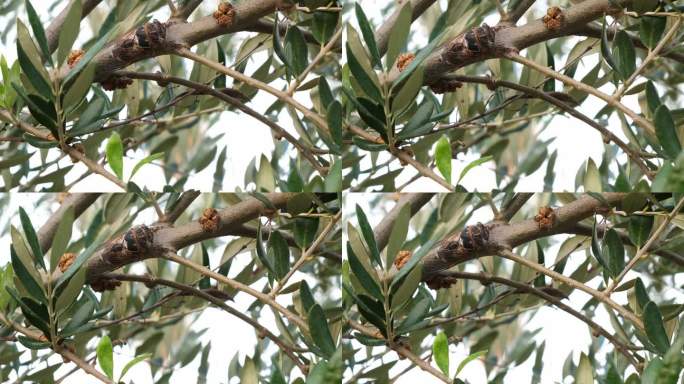希腊文橄榄树上的蝉科昆虫，有蝉鸣的声音。