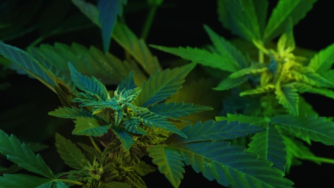 霓虹灯下的大麻植物。印度栅格化草本大麻。