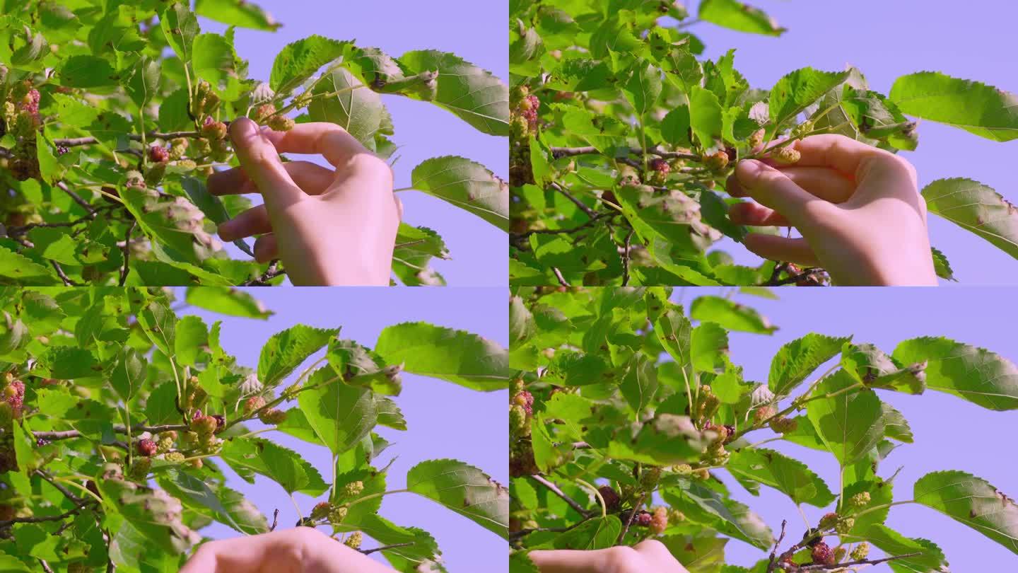 在阳光明媚的日子里，杨斯卡娅用手从树上摘下多汁的成熟桑树