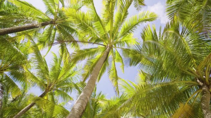绿色椰子树与蓝天的背景。在棕榈树下开车。