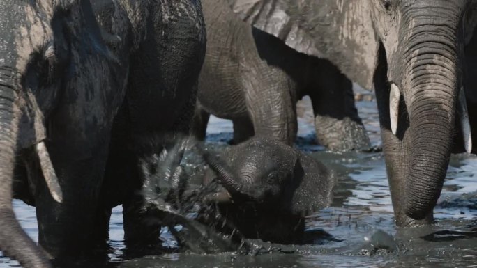 特写镜头。可爱的小象在水坑里和妈妈一起玩耍