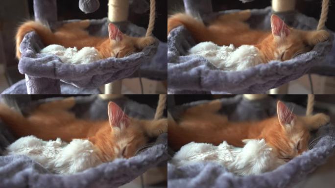 这只可爱的红色小猫正在猫树的篮子里睡觉。切猫很爱玩，玩完游戏他就在可爱的地方睡着了