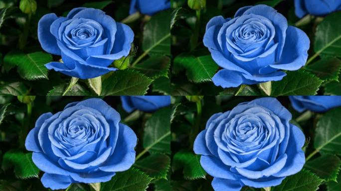 蓝玫瑰植物盛开的花在黑色背景上的时间流逝。单一朵花开放蓓蕾和移动的花瓣在时间的流逝