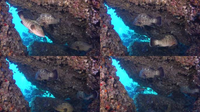 水下景象-石斑鱼群