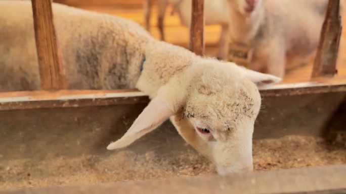 一只漂亮胖乎乎的小绵羊在一个木制围栏里看着镜头，一边大嚼饲料，这是近距离拍摄的。羊看起来很健康。