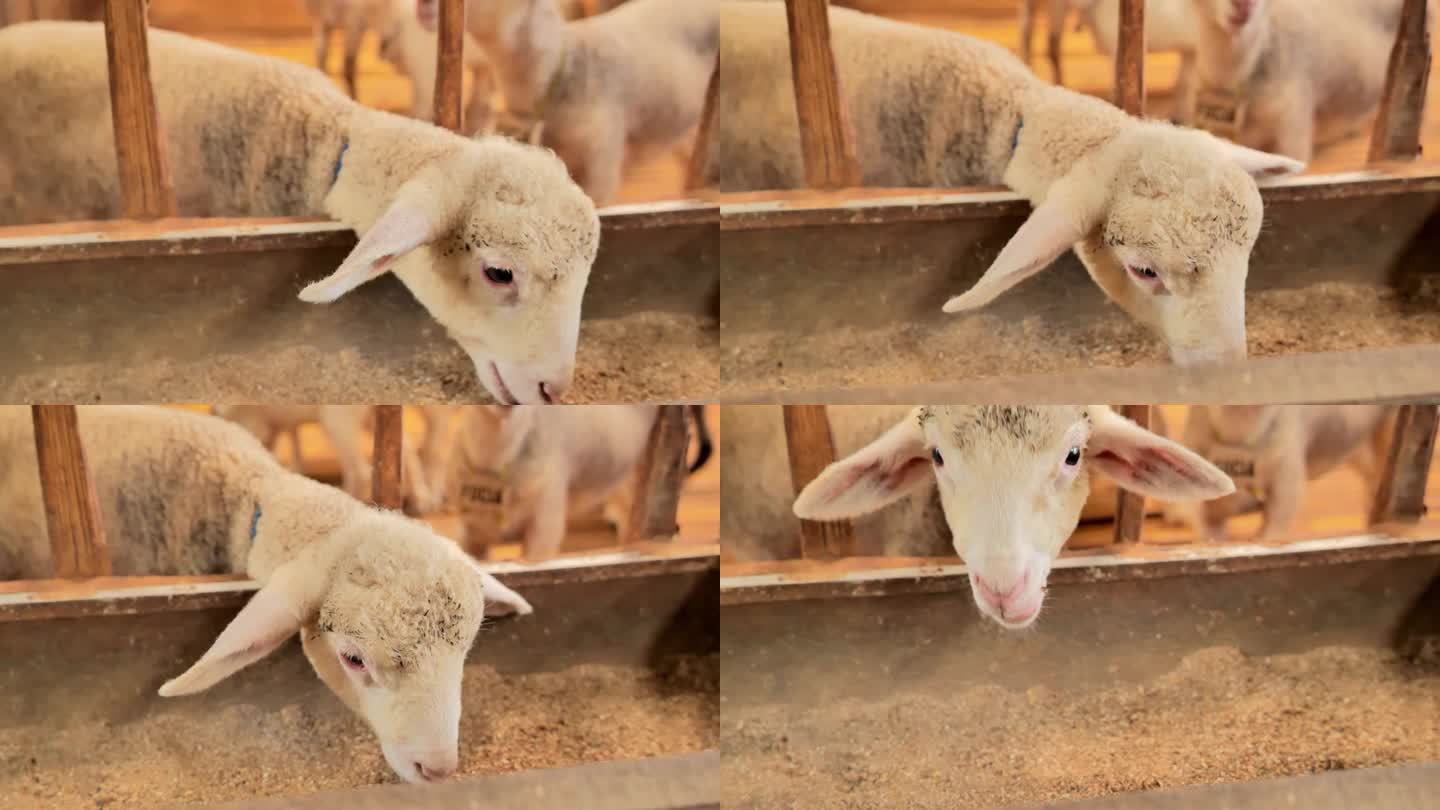 一只漂亮胖乎乎的小绵羊在一个木制围栏里看着镜头，一边大嚼饲料，这是近距离拍摄的。羊看起来很健康。