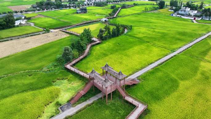 美丽田园——广汉市西高菜花公园航拍素材