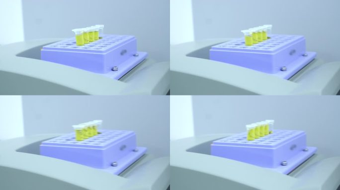 实验室技术人员将装有黄色液体的试管放入恒温摇床