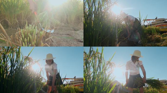 乡村振兴返乡美女大学生学习收割水稻
