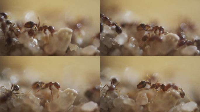 蚂蚁微观世界纪录片昆虫蚁群红火蚁特写微距