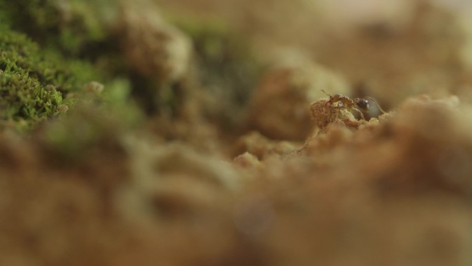 蚂蚁微观生态纪录片昆虫可爱红火蚁搬运蚁巢