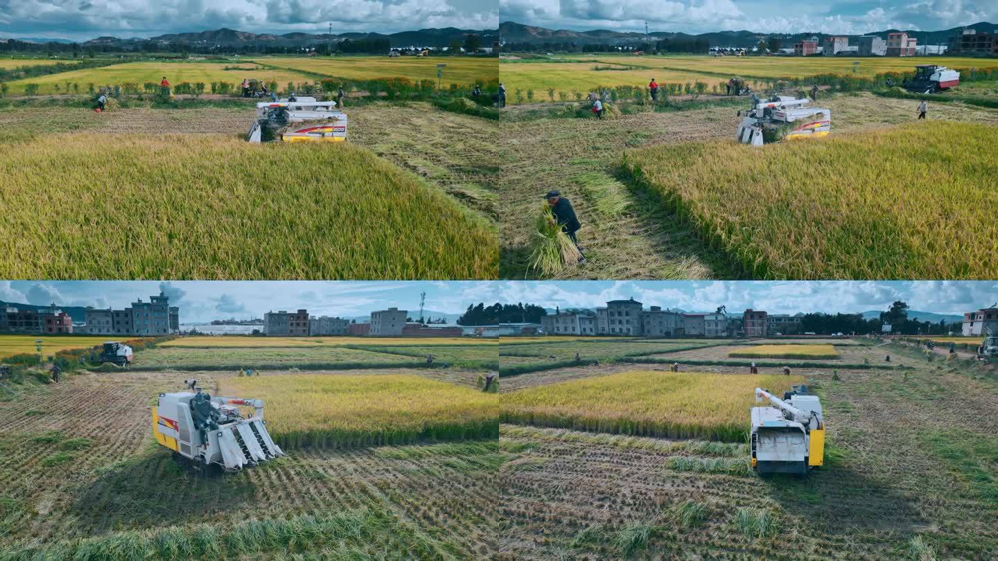 乡村振兴丰收季节机械化收割稻田全景