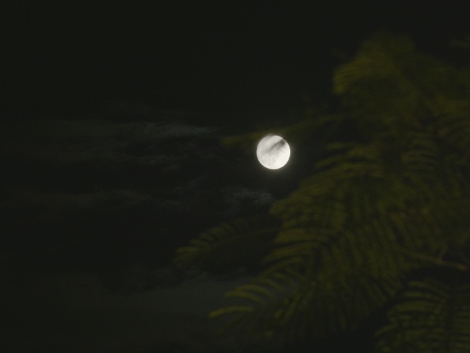 月光下的树影04