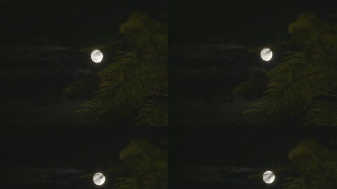 月光下的树影04