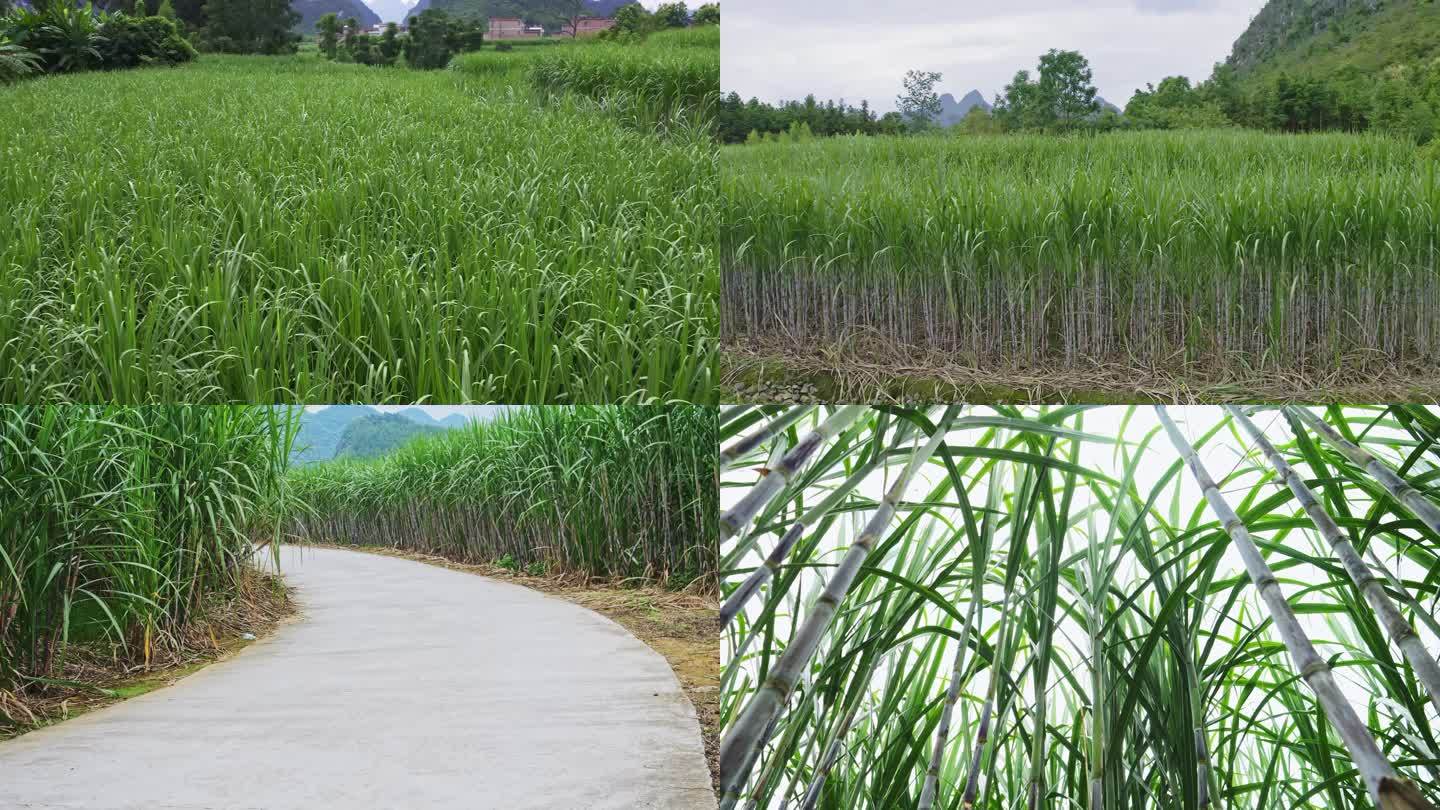 广西农村甘蔗种植