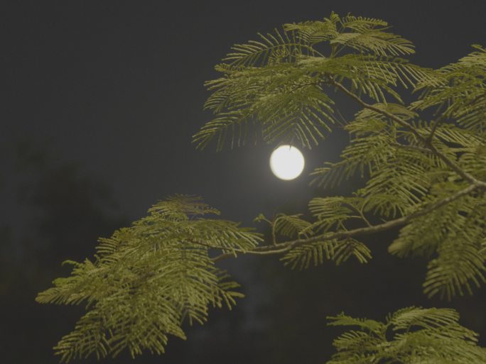月光下的树影01